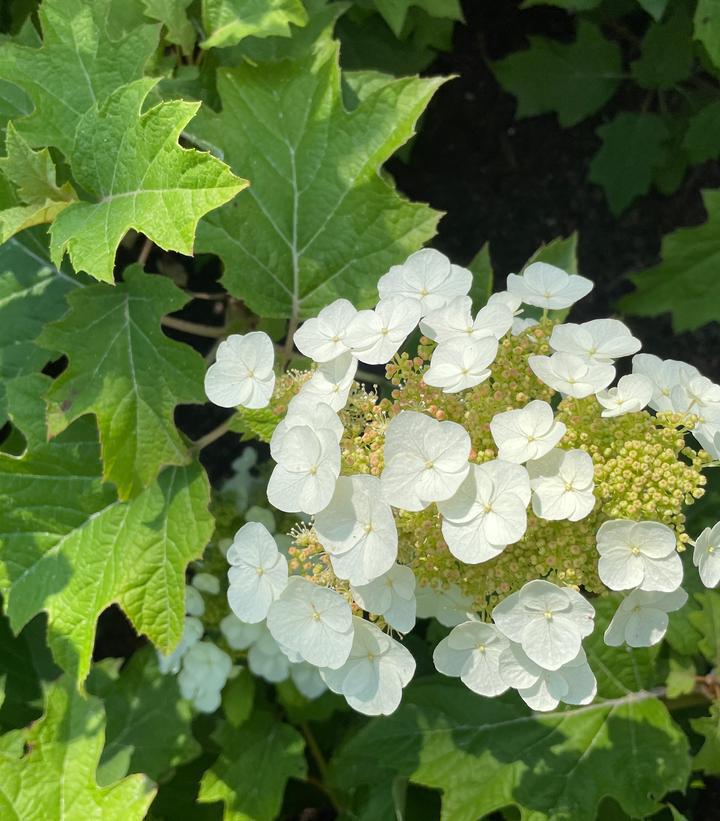2G Hydrangea Quercifolia Toy Soldier ('Bocotoso') - Oakleaf  - 1020568