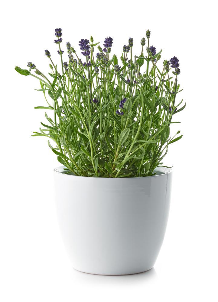 4" Herb - Lavandula - English