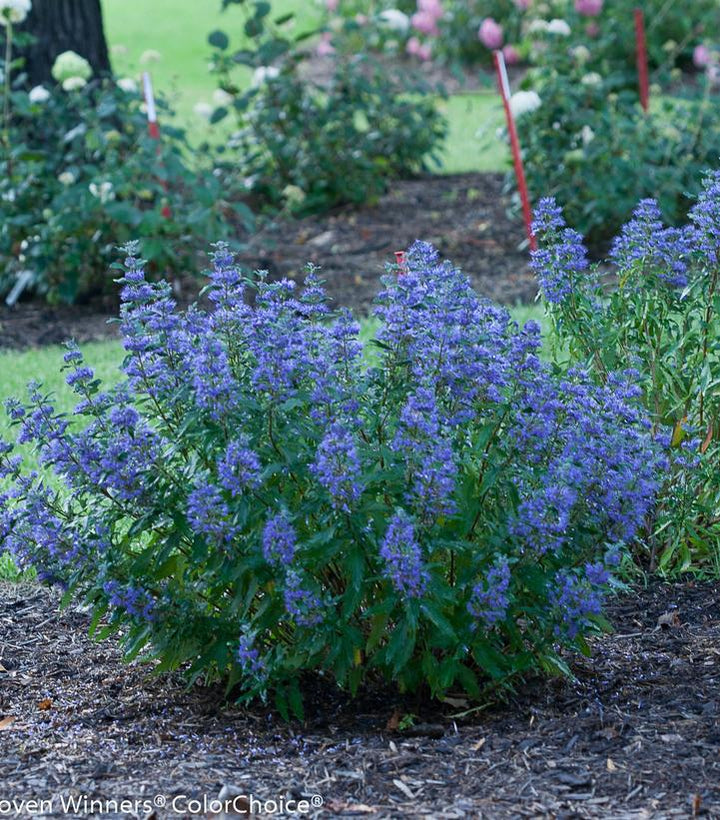 2G Caryopteris X Clandonensis 'Beyond Midnight' - Bluebeard - 1008084