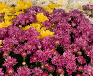 9" Combination Mum # 35 - Chelsey Yellow / Chelsey Pink / Chelsey White
