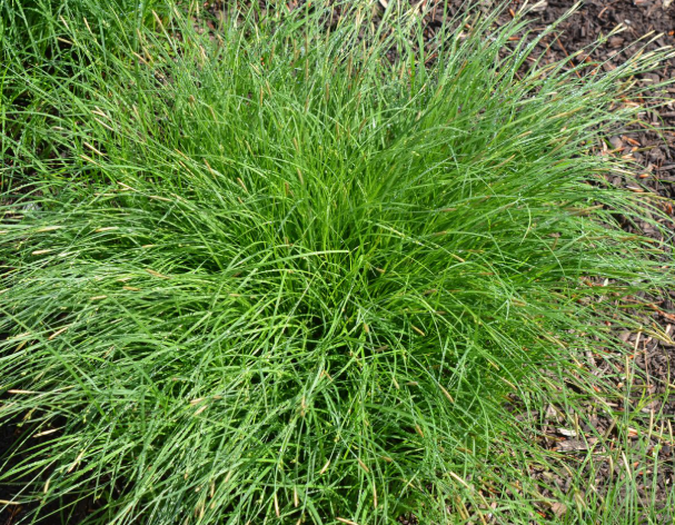 2.5" Carex Woodii - Wood's Sedge