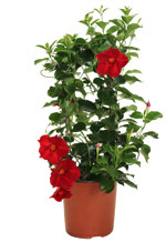 6.75" Mandevilla Red Small Leaf - T5341