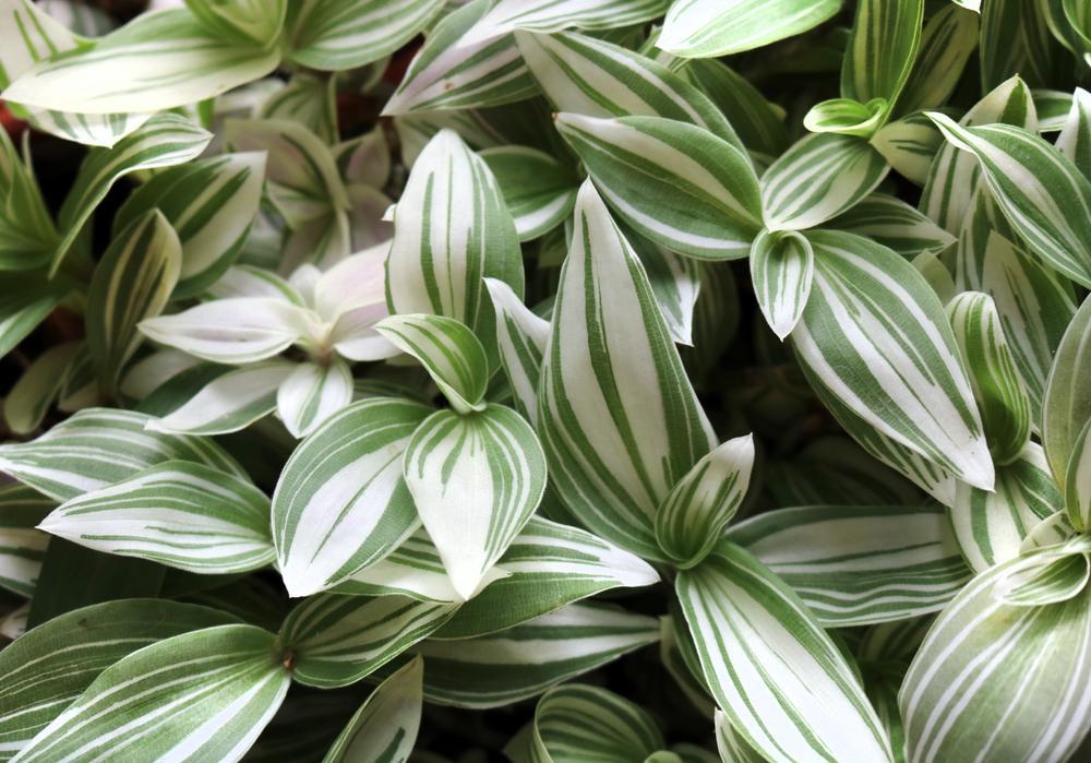 8" HB White Tradescantia Hanging Basket
