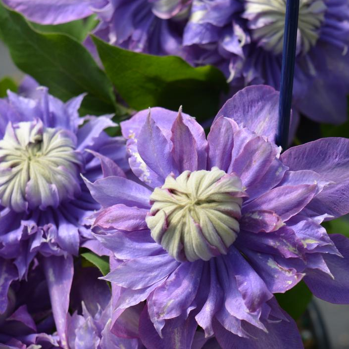 8" Clematis 'Diamantina' - 1008051