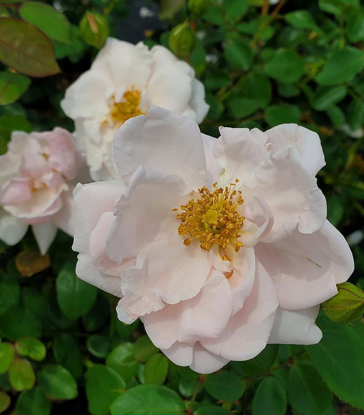 3G Rose Bush - 'New Dawn' Pink Climbing Rose - 1002402