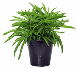 3.5" Peperomia Happy Bean - G5391