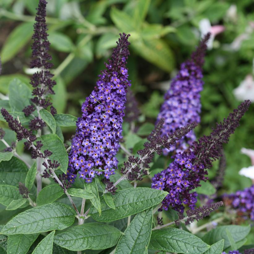 3G Buddleia 'Pugster Blue' - Butterfly Bush -1009190