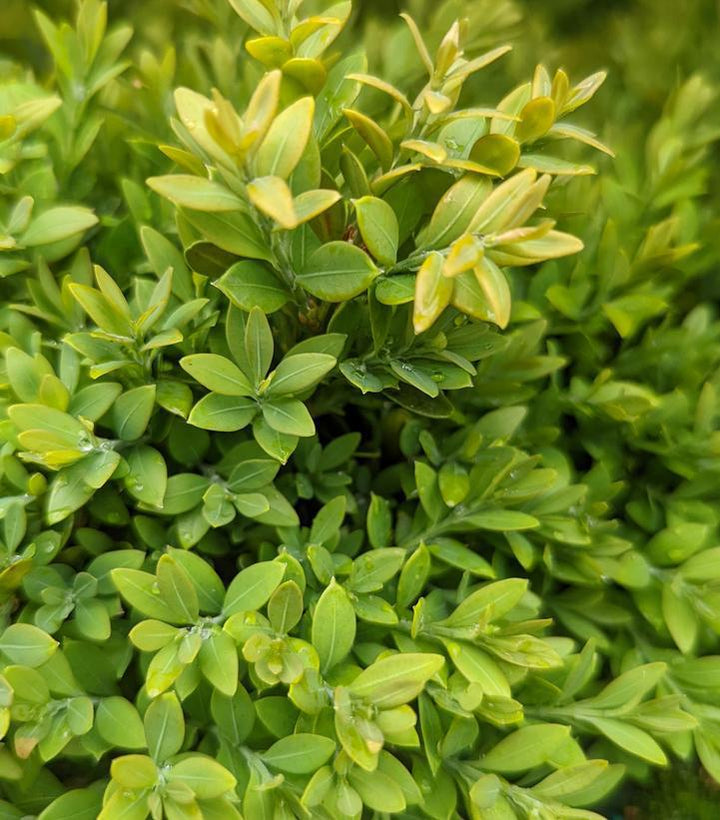 3G Buxus microphylla var. japonica 'Green Gem' Green Gem Boxwood 1000468