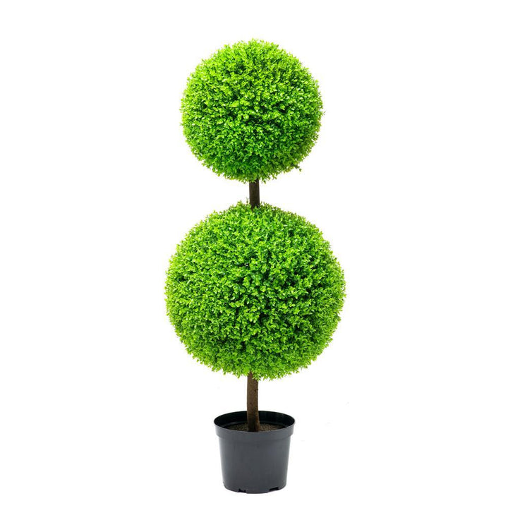 7G Buxus Sempervirens - Variegated Boxwood - Elegantissima 2 Ball - 20357-1100