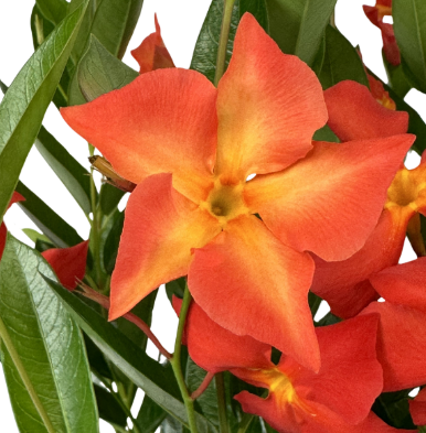 4.5" Mandevilla