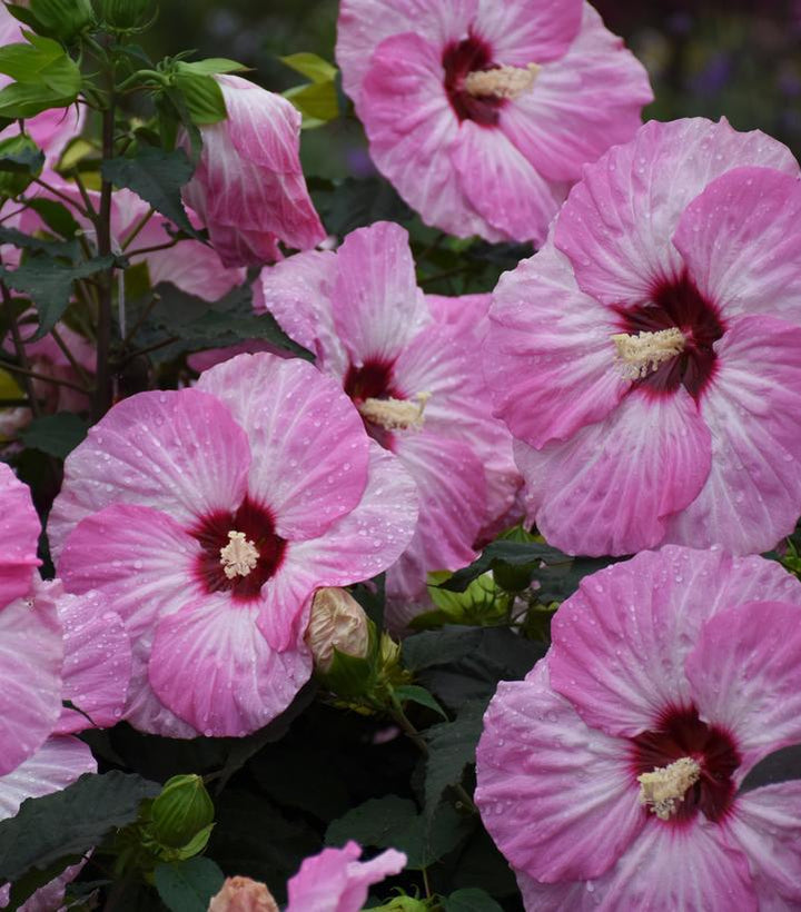 3G PW Hibiscus Summerific 'Spinderella' - Rose Mallow - 1013694