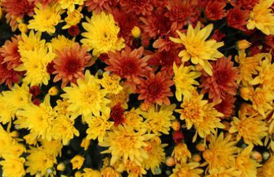 12" TP Combination Mum Patio Pot # 13 - Conaco Yellow / Conaco Gold / Conaco Orange