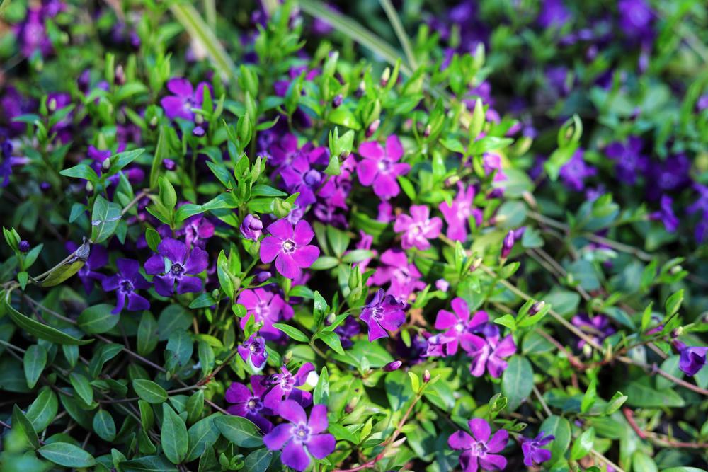 3" Vinca minor 'Atropurpurea' Periwinkle (Myrtle) (Periwinkle) 1003972