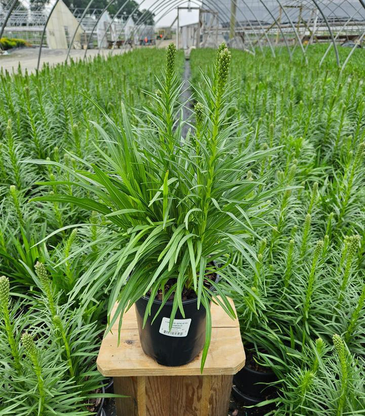 1G Liatris Spicata 'Kobold Original' - 1022278