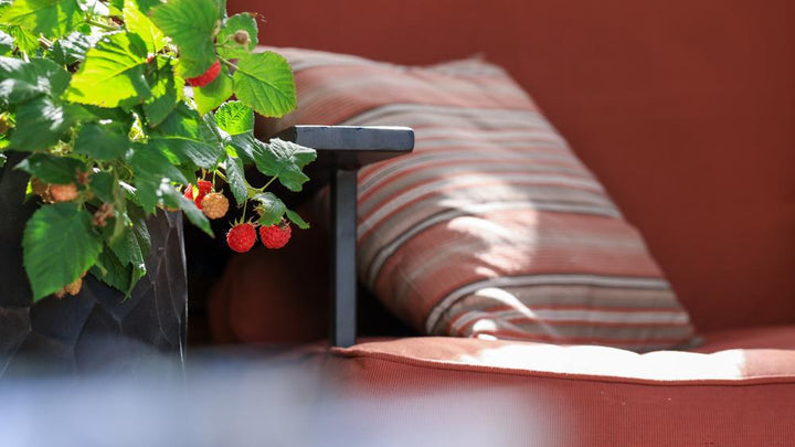 2G Rubus 'Raspberry Shortcake' - Red Raspberry - 1007483