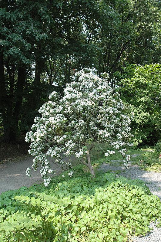 5G Kalmia Latifolia 'Snowdrift' Snowdrift Mountain Laurel