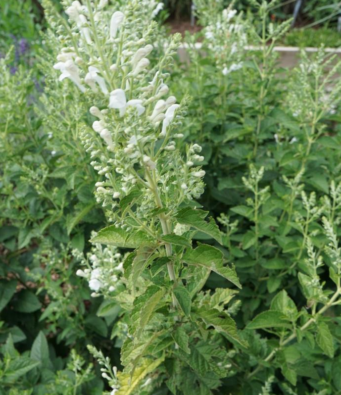 1G Scutellaria Incana 'Prairie Snow' - Downy skullcap - 1021605
