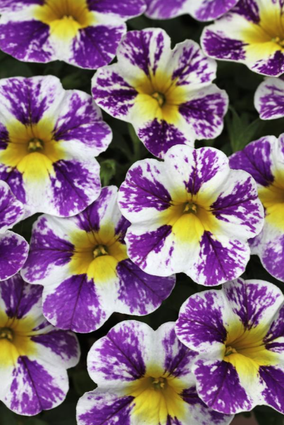 8" TP Calibrachoa