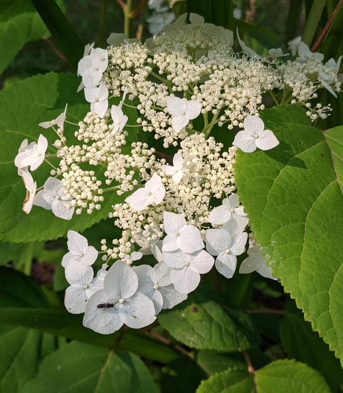 3G Hydrangea Arborescens 'Haas Halo' - 1007140