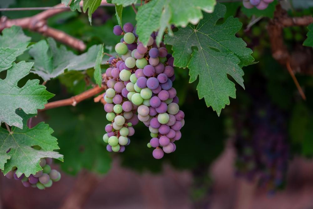 3G Grape Vine - Concord Seedless - 39225-0300