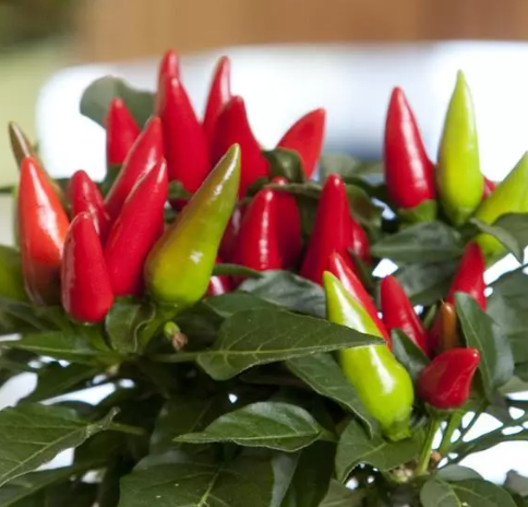 4.25" Ornamental Pepper - Salsa Red