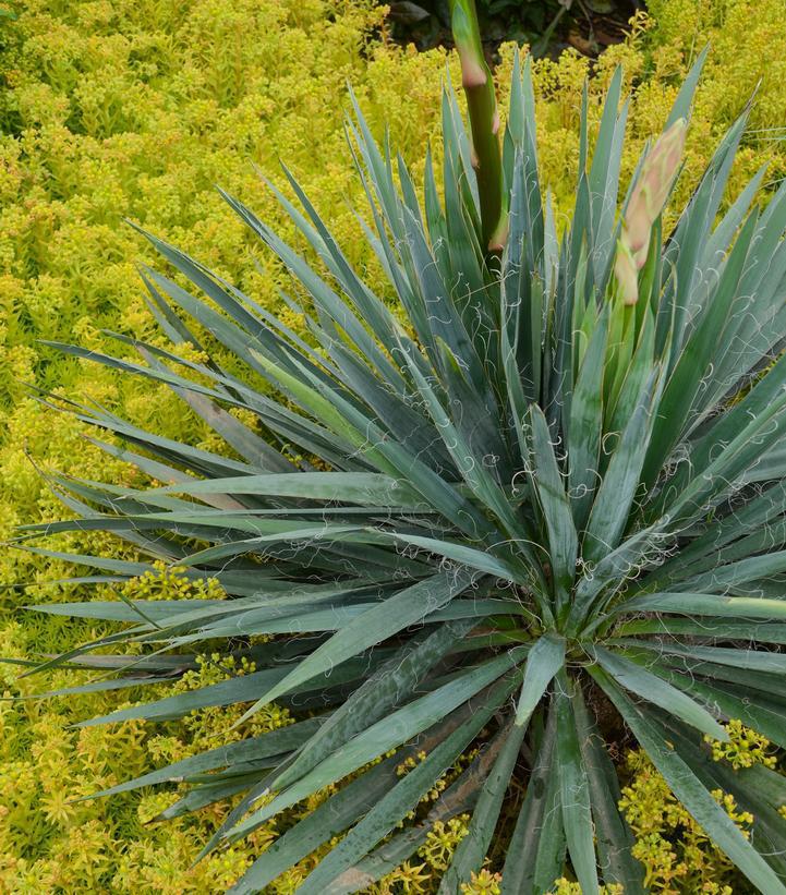 2G Yucca filamentosa 'Excalibur' Excalibur Yucca (Adams Needle) 1007928