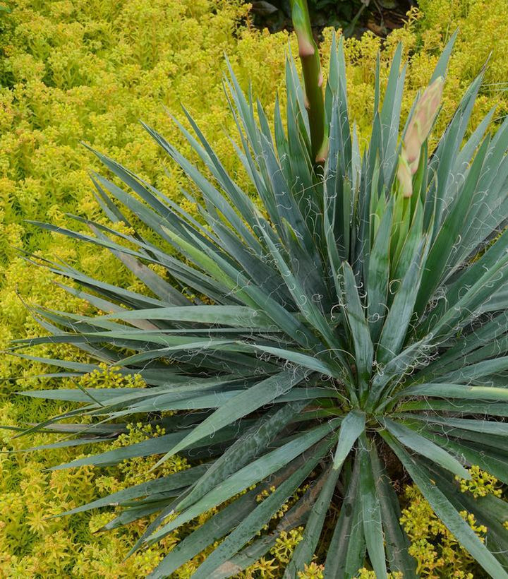 2G Yucca filamentosa 'Excalibur' Excalibur Yucca (Adams Needle) 1007928