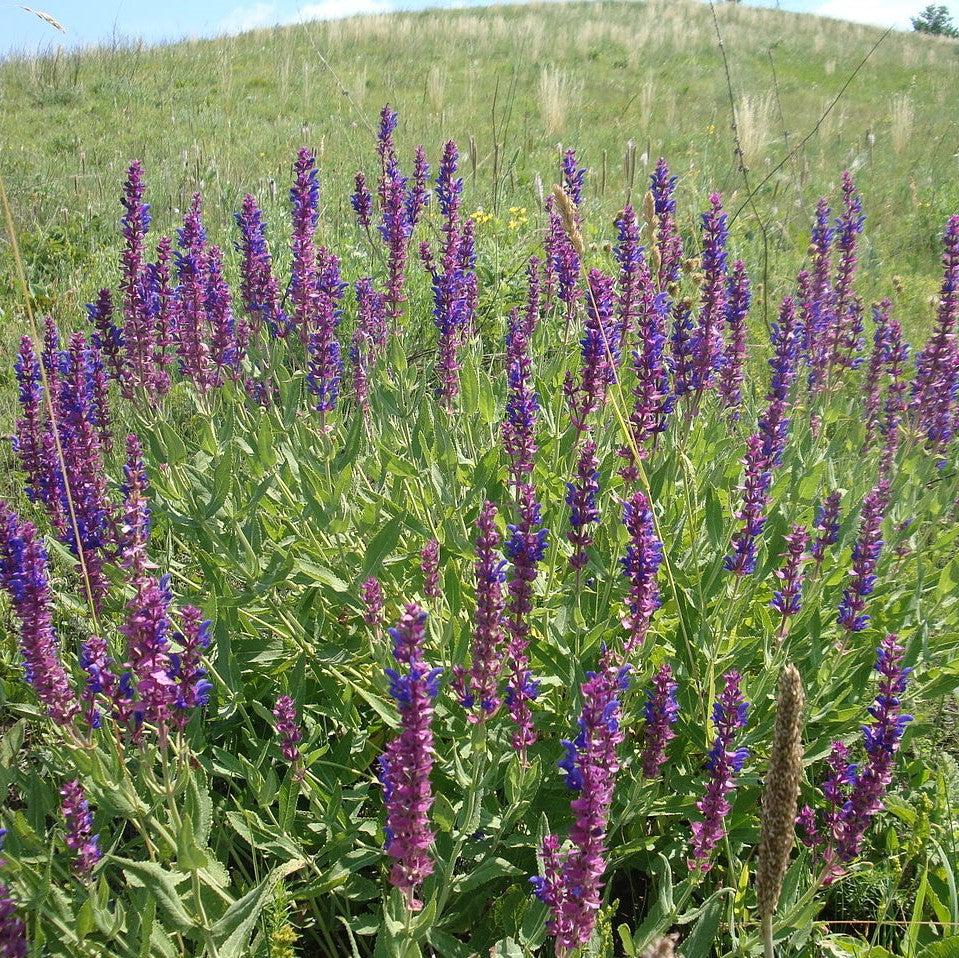 Salvia nemorosa 'ALKLF' PP #28,393  - Blue Bouquetta Meadow Sage
