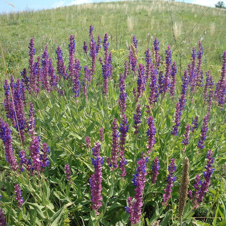 Salvia nemorosa 'ALKLF' PP #28,393  - Blue Bouquetta Meadow Sage