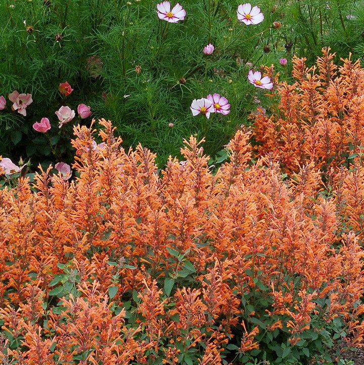 Kudos™ Mandarin Hummingbird Mint, Hyssop