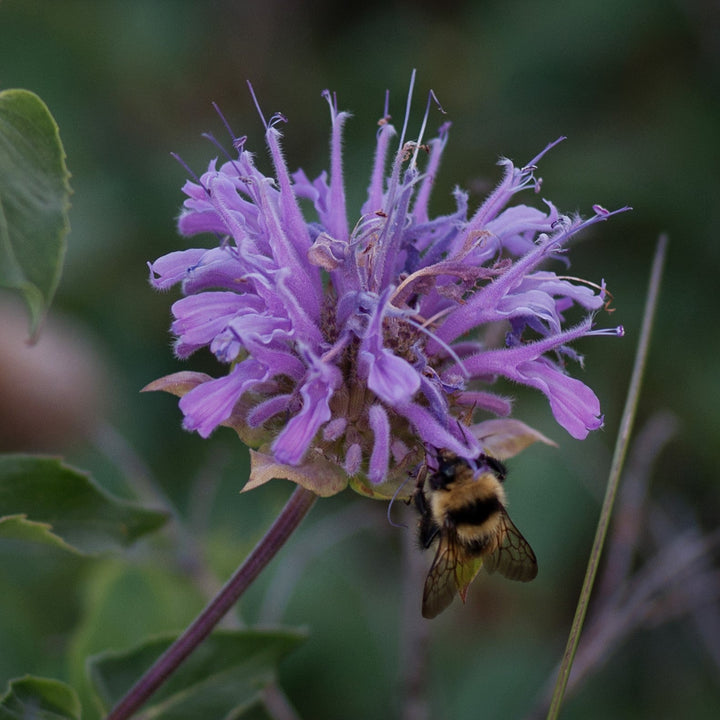 Monarda 'Blue Moon'  - Sugar Buzz® Blue Moon Bee Balm