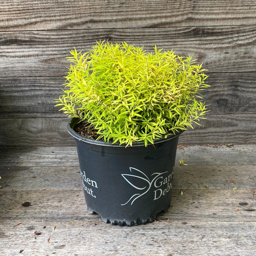 Gold Thread™ Spirea, Mellow Yellow Spiraea