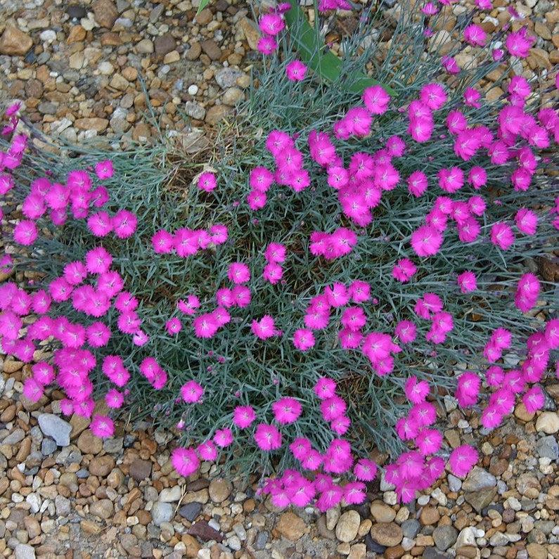 Firewitch Dianthus, Cheddar Pink