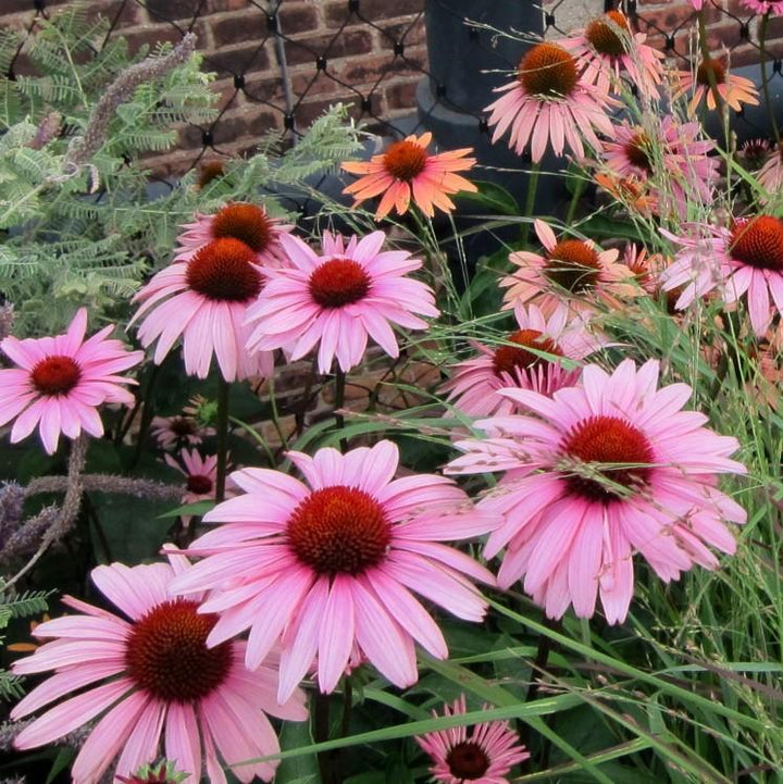 Magnus Echinacea, Coneflower