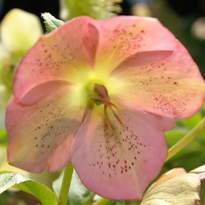 Royal Heritage™ Strain Lenten Rose