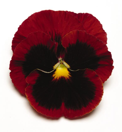 5.5" Pansy - Spring Matrix Red Blotch