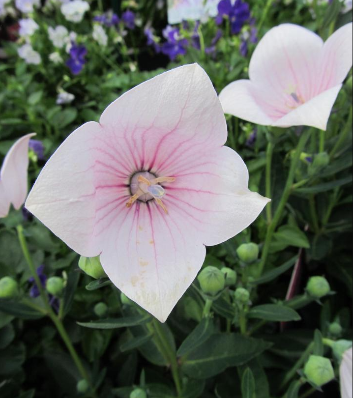 Platycodon Grandiflorus 'Astra White' - Balloon Flower