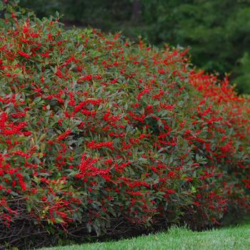 3G Ilex Verticillata 'Red Sprite' - Winterberry (F - Berries /Pollinator- Jim Dandy) 1000133