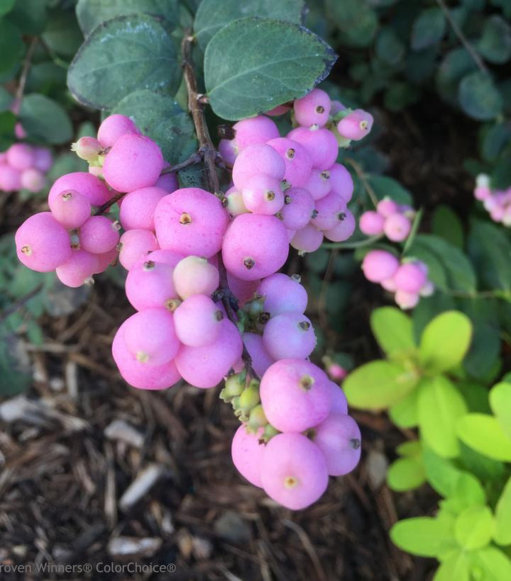 3G Symphoricarpos Proud Berry ('Sofie')  - Coralberry - 1008275