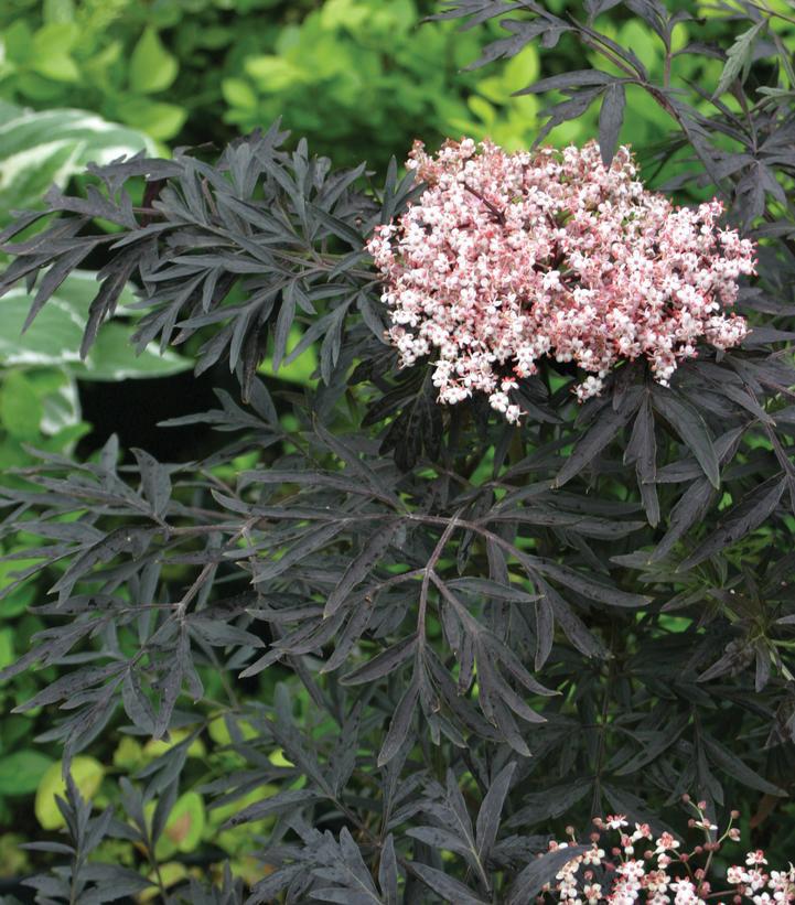 3G Sambucus Nigra 'Black Lace' - Elderberry - 1003797