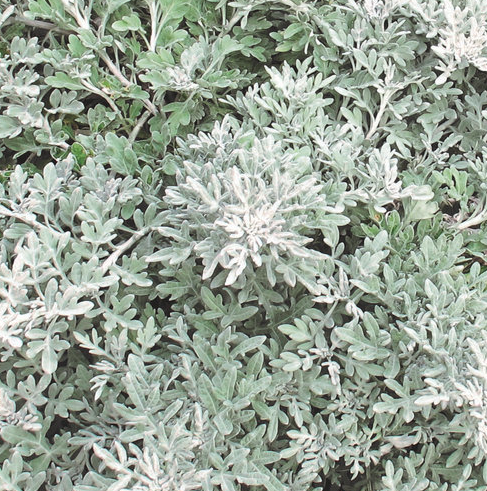 Royal Artemisia - Silver Bullet - Wormwood