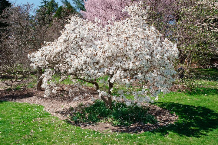 3G MAGNOLIA STELLATA 'Royal Star' Magnolia 1000659