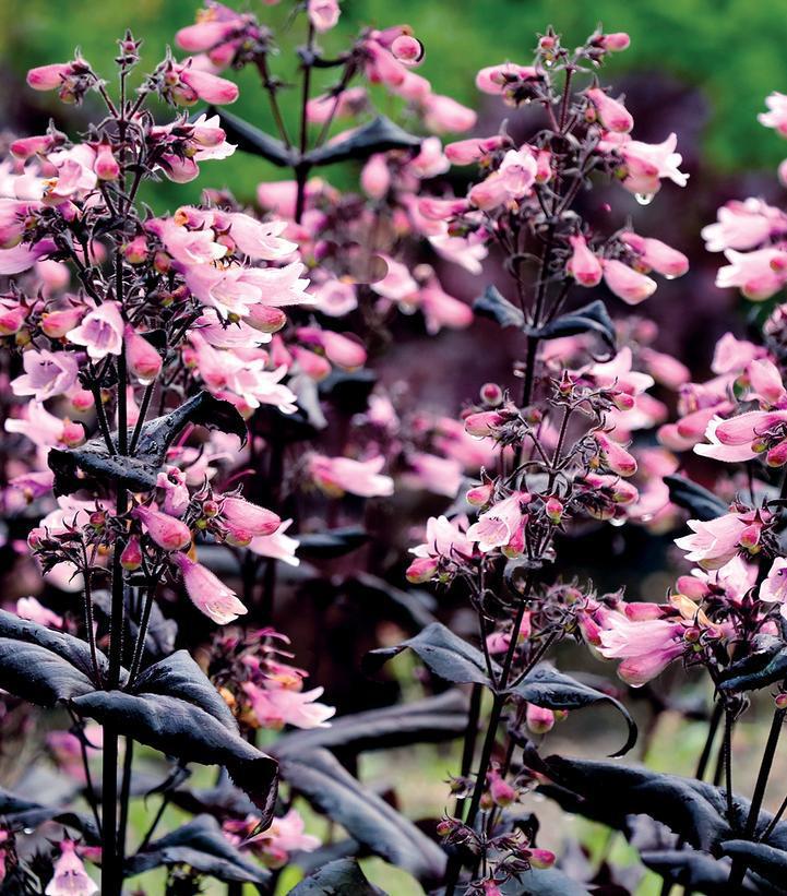 1G Penstemon Dakota™ 'Burgundy' - Beardtongue - 1015350