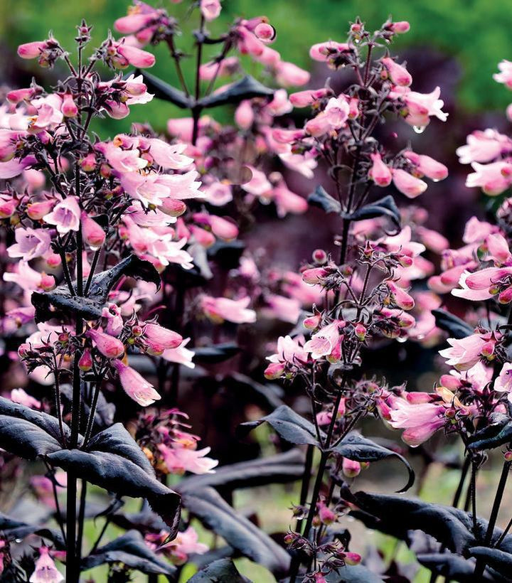 1G Penstemon Dakota™ 'Burgundy' - Beardtongue - 1015350