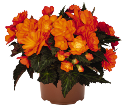 4.5" Terra Hiemalis Begonia - I'Conia Bacio Orange