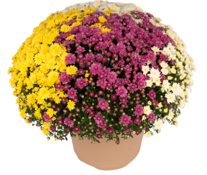 9" Combination Mum # 35 - Chelsey Yellow / Chelsey Pink / Chelsey White