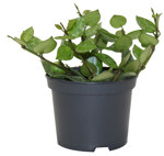 3.5" Hoya Krohniana - Splash - G5208