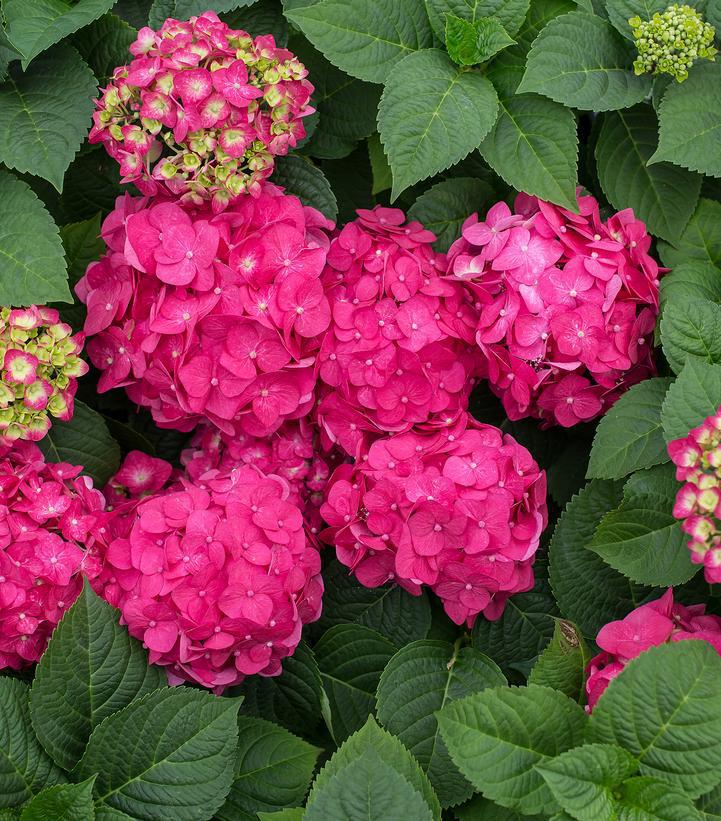 2G Hydrangea Macrophylla Endless Summer 'Summer Crush' - 1009929