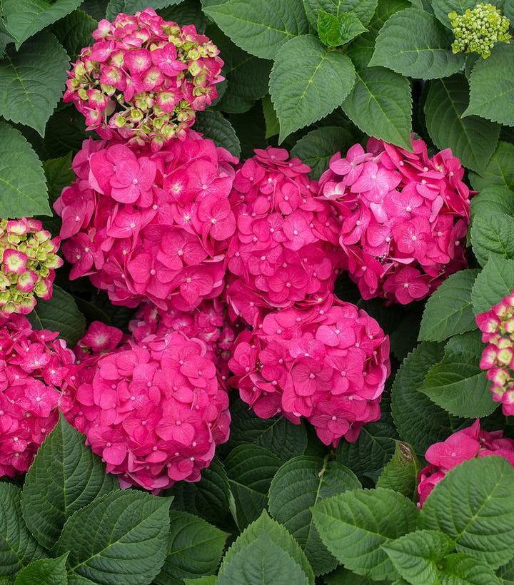 2G Hydrangea Macrophylla Endless Summer 'Summer Crush' - 1009929