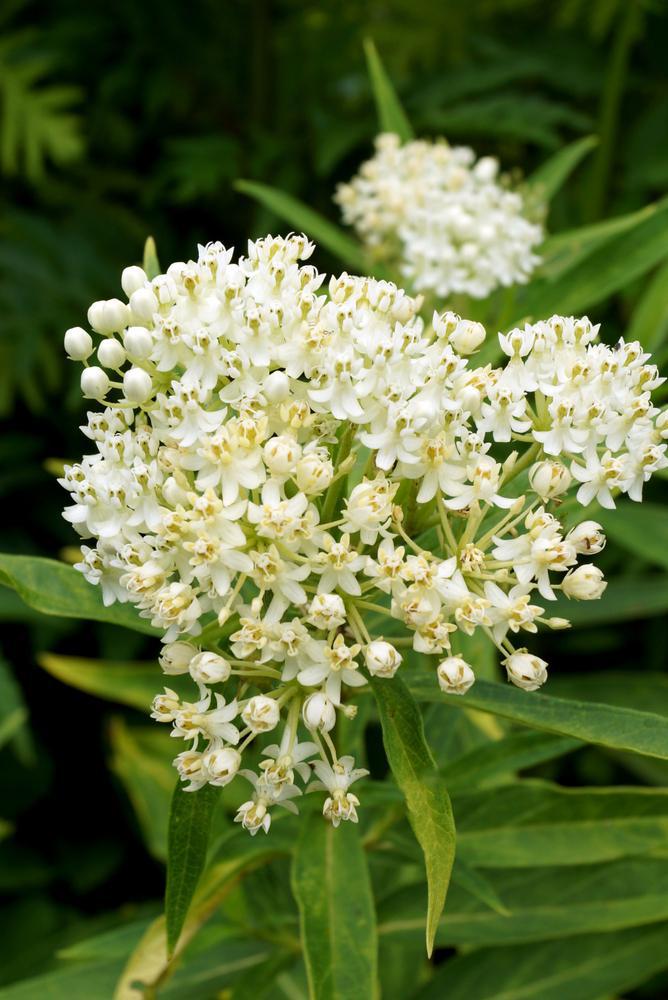 1G Asclepias Incarnata 'Ice Ballet' - Swamp Milkweed - 1023092
